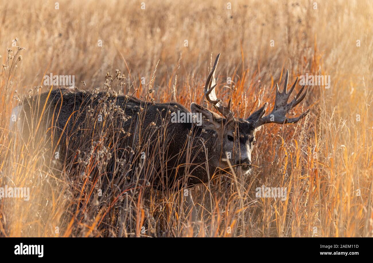 Un grande Mule Deer Buck in un campo durante l'Autunno Foto Stock