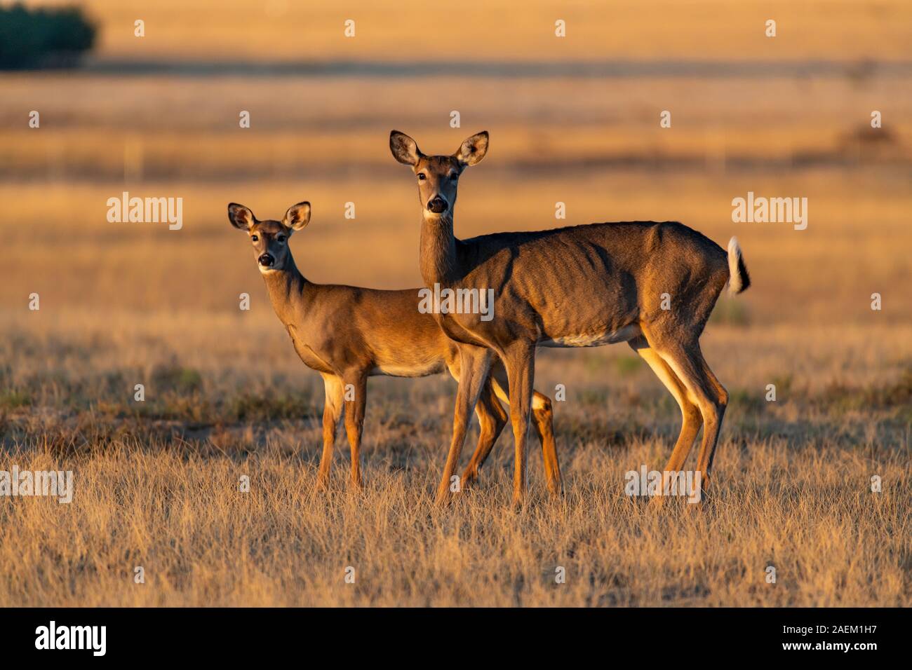 Un bel bianco-tailed deer doe e fawn Foto Stock