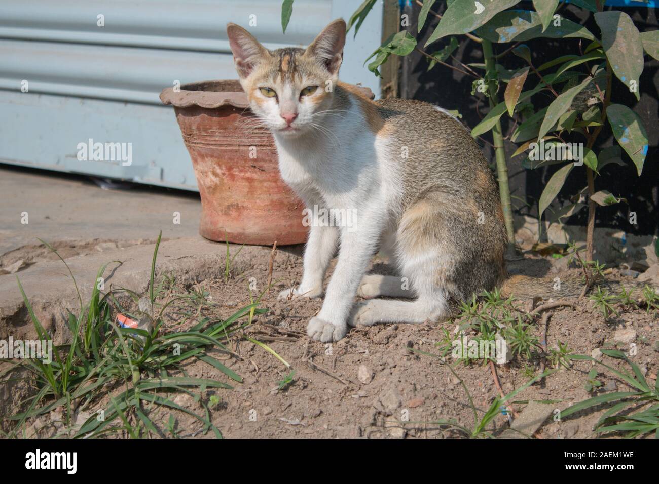 Grigio di un gatto randagio è guardare la strada sotto la luce del sole. abbandonata senzatetto cat. pet sulla strada Foto Stock