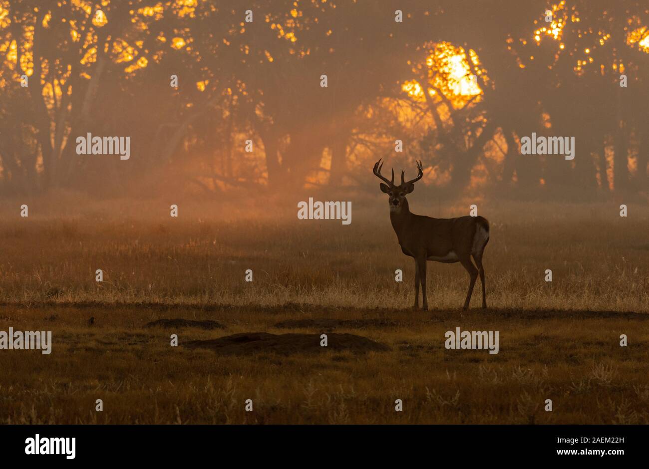 Un bel bianco-Tailed Deer Buck all alba Foto Stock
