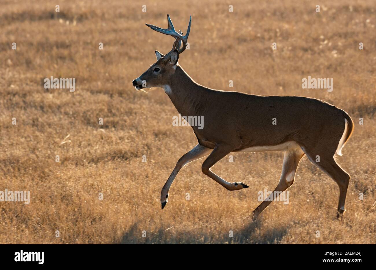 Un bel bianco-Tailed Deer Buck sulla pianura Foto Stock