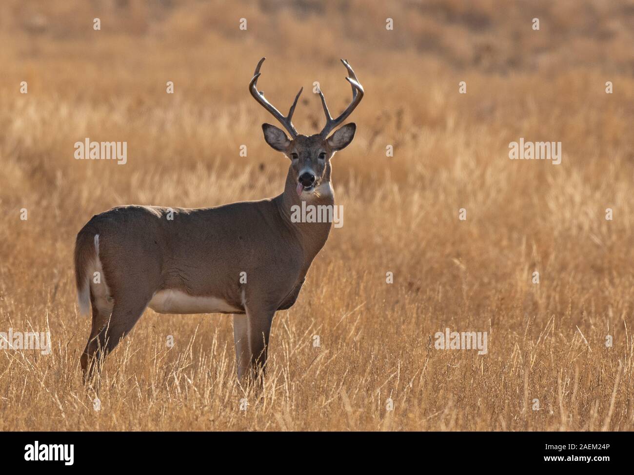 Un bel bianco-Tailed Deer Buck sulla pianura Foto Stock