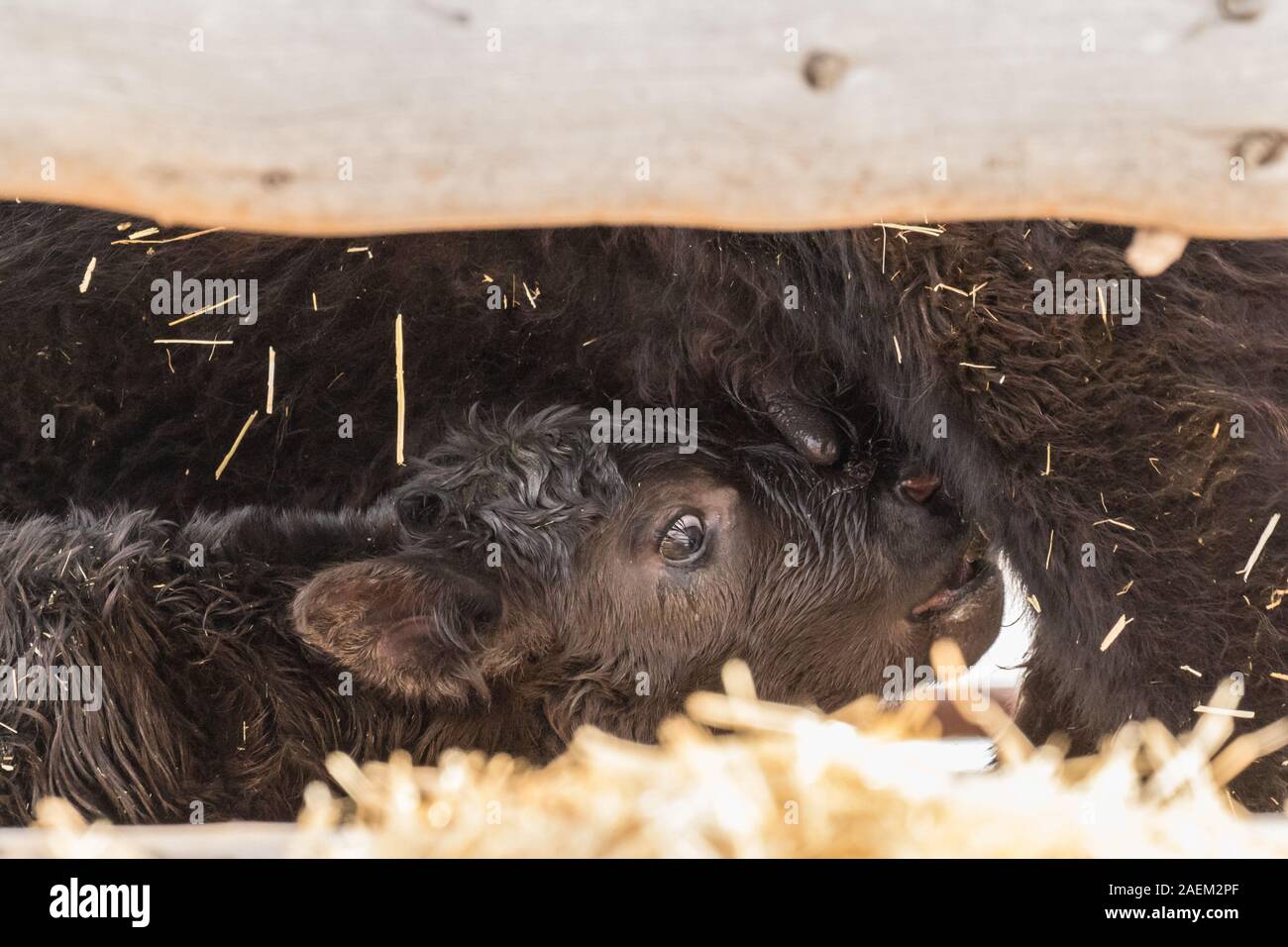 Baby Black Angus Ha prima colazione Foto Stock