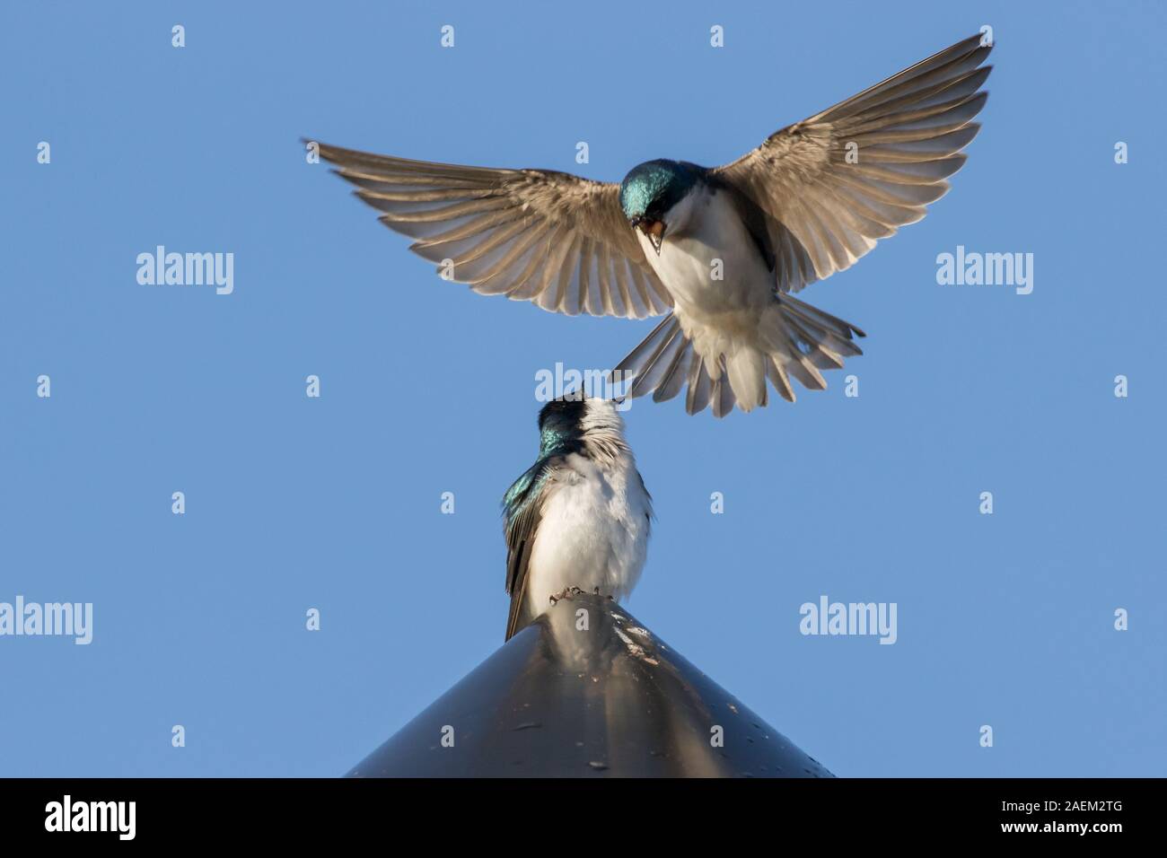 Struttura di Nesting Rondini III Foto Stock