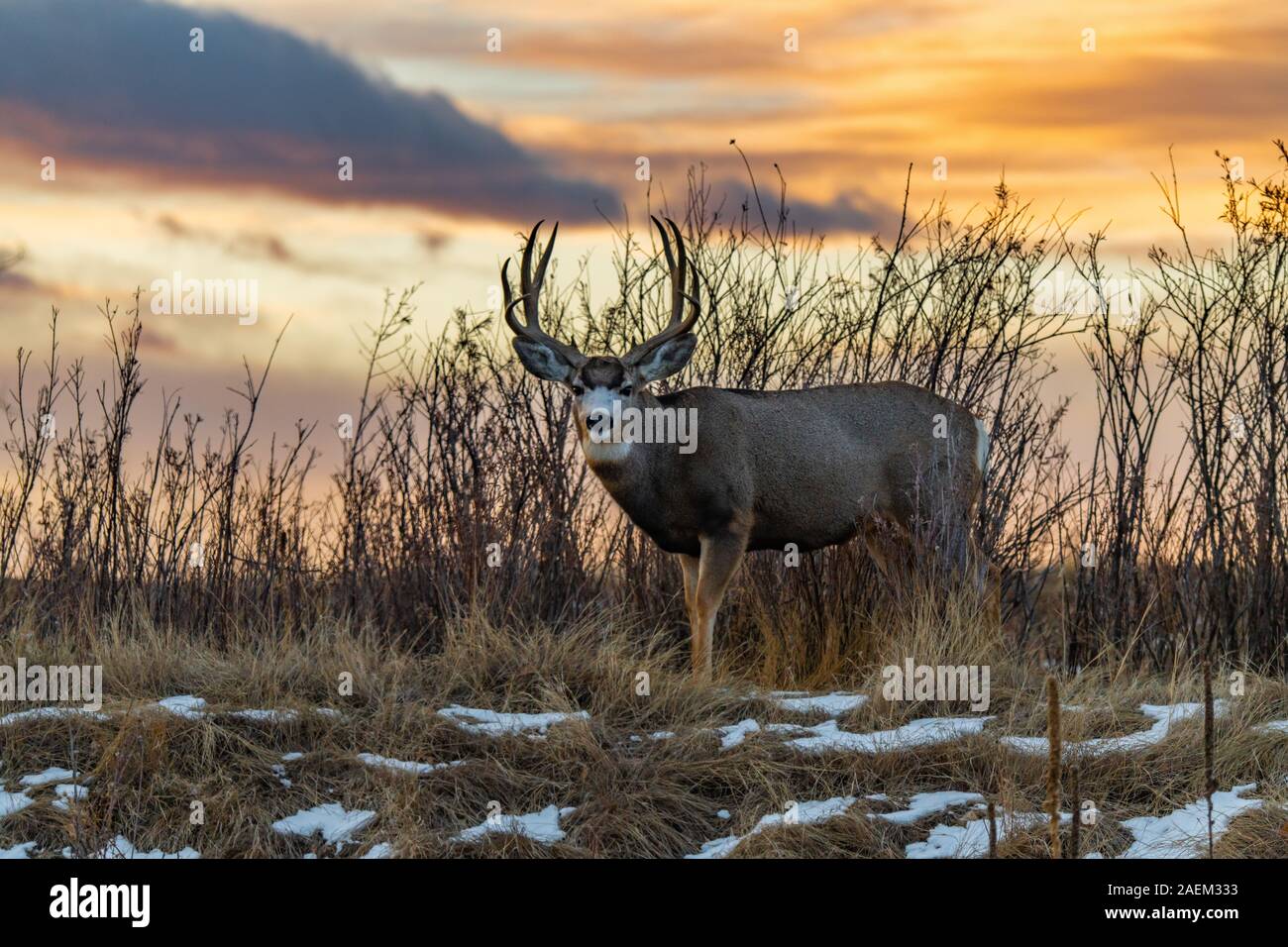 Grandi Mule Deer Buck all alba Foto Stock