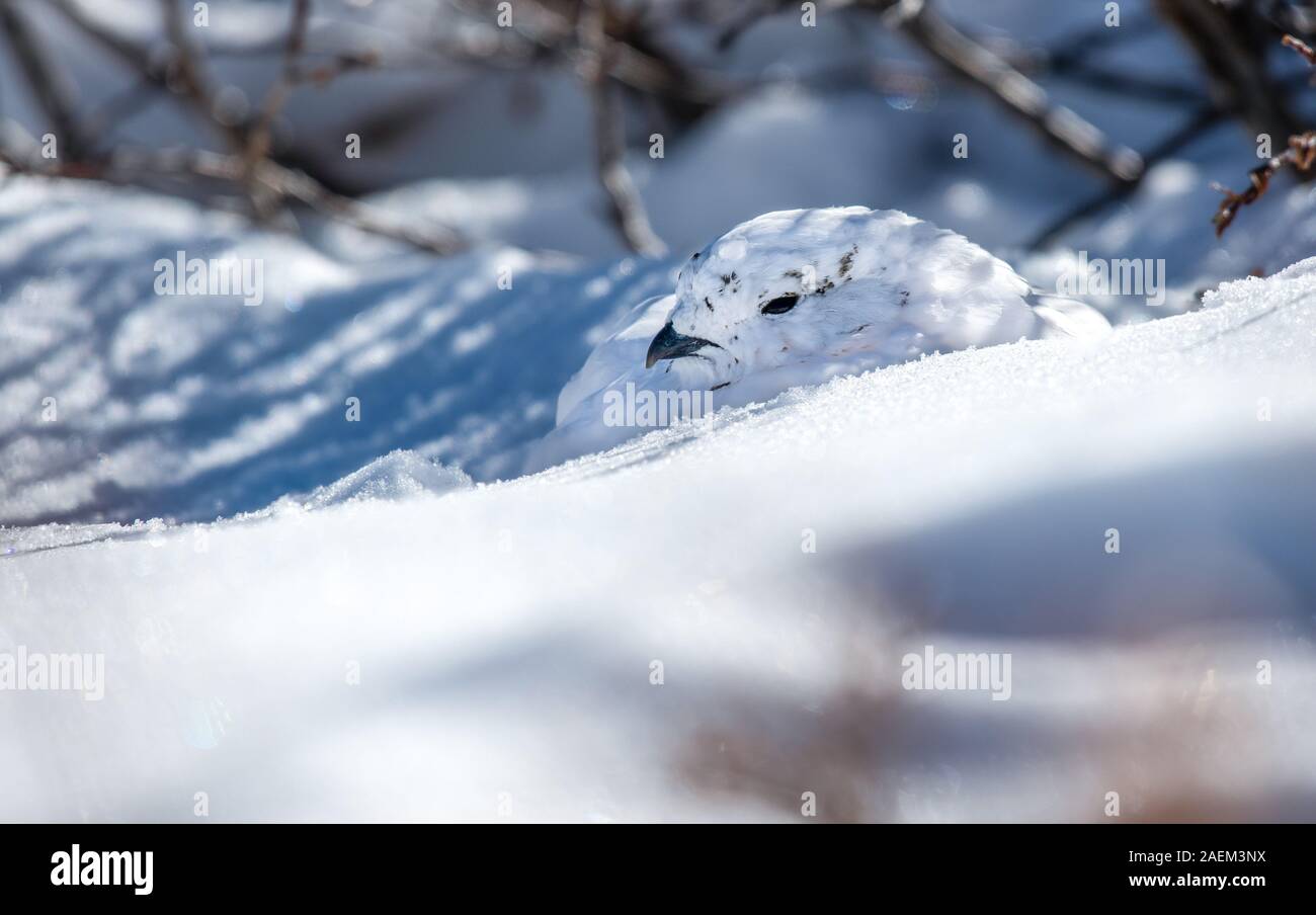 White-tailed Pernice bianca in un nevoso prato alpino Foto Stock