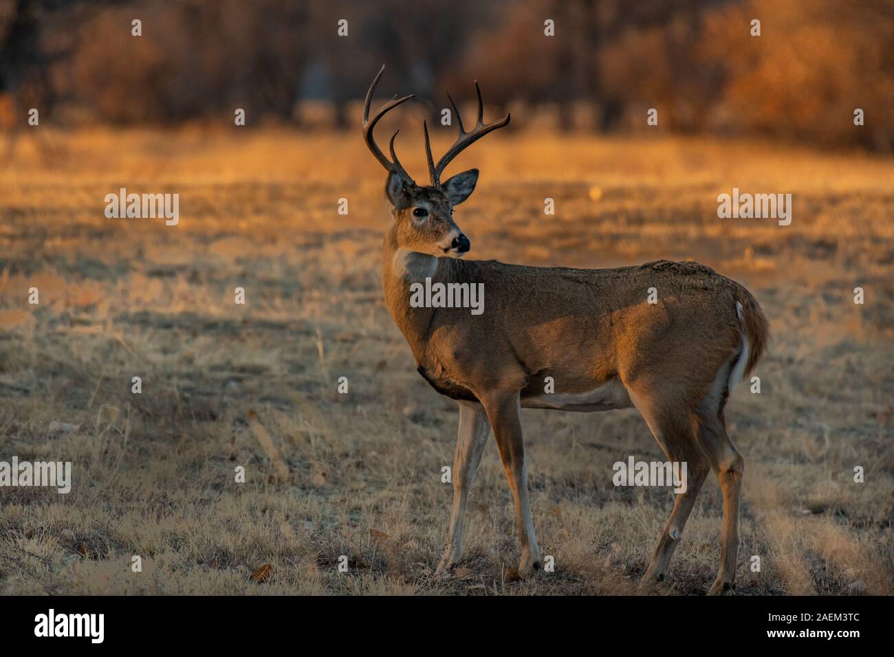 Un bel bianco-Tailed Deer Buck sulla pianura Foto Stock