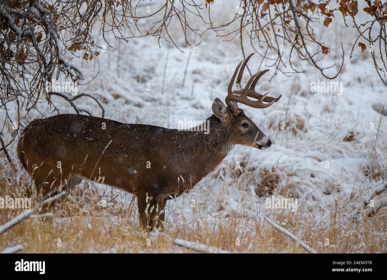 Un bel bianco-Tailed Deer Buck in una tempesta di neve Foto Stock
