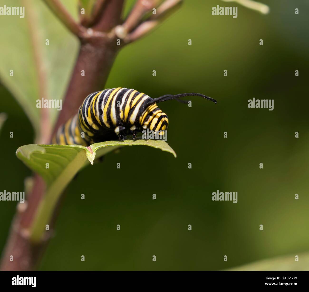 La Monarch caterpillar sulla foglia milkweed, Moody Gardens, Galveston, Texas Foto Stock
