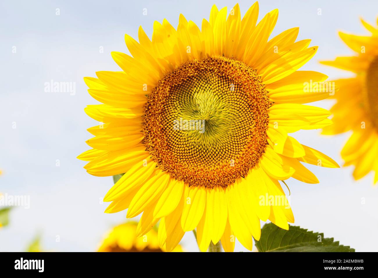 Girasole, Helianthus, nella primavera cresciuto per la sua ricca di olio di semi, mangimi per il bestiame e come biocarburante, fiore giallo contro un alto cielo chiave Foto Stock