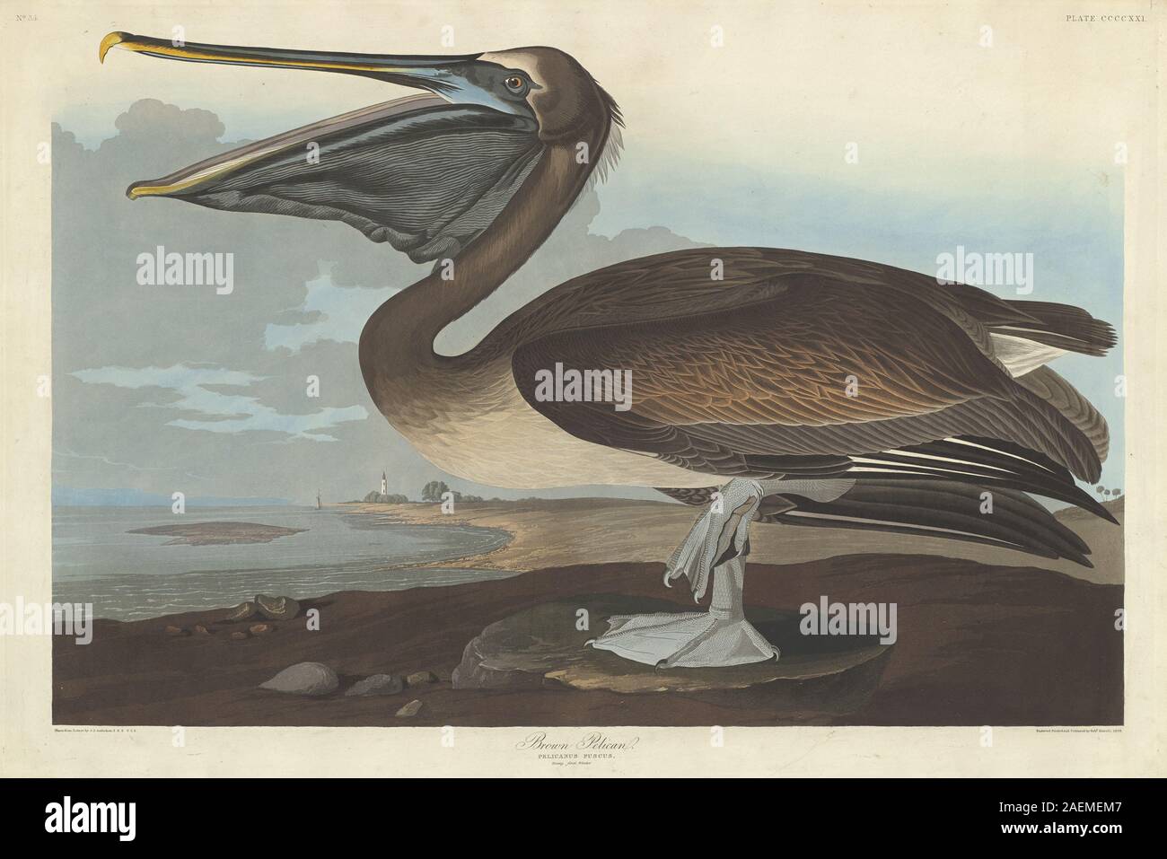 Brown Pelican, 1838, illustrato da Robert Havell in onore di John James Audubon, un grande uccello d'acqua con becco lungo e tasca per la gola, piumaggio marrone e grigio, piedi intrecciati, habitat costiero nordamericano, dettagliata rappresentazione ornitologica. Foto Stock