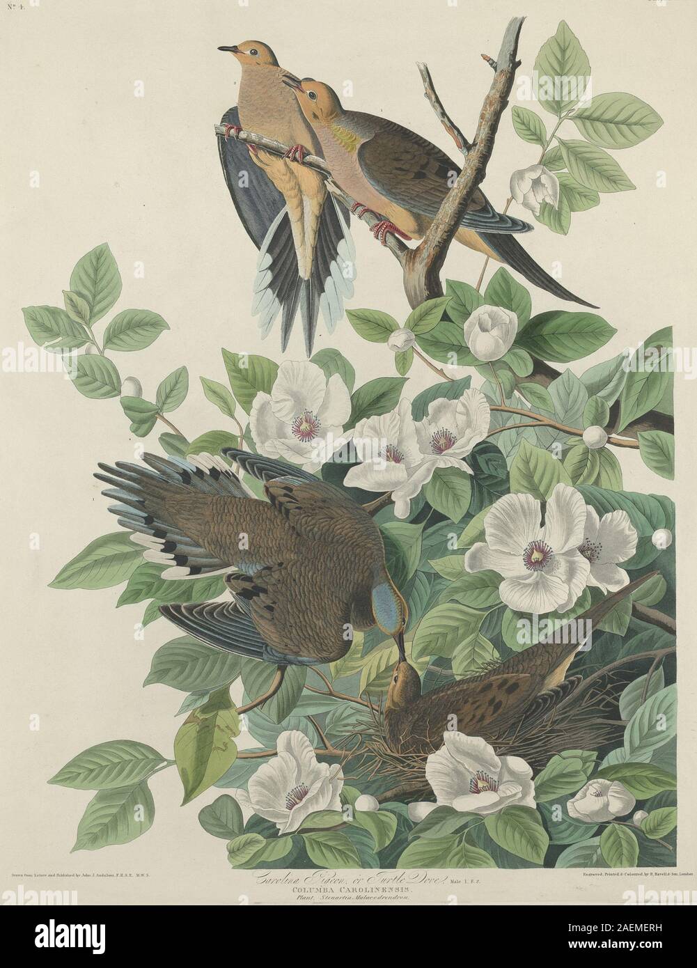 Robert Havell dopo John James Audubon, Carolina piccione o Tortora, 1827, Carolina piccione o Tortora; 1827 data Foto Stock
