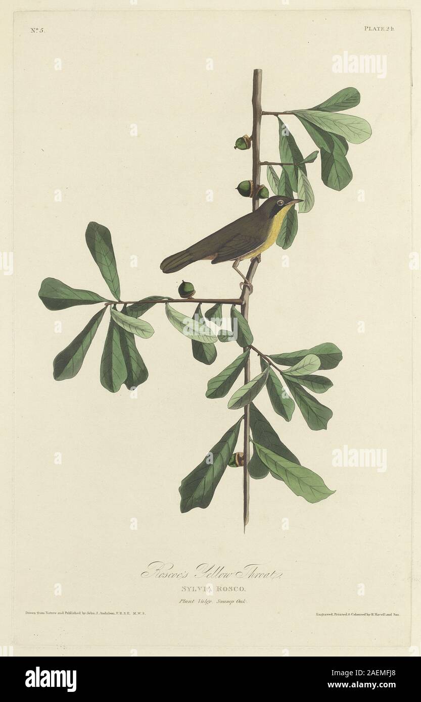 Robert Havell dopo John James Audubon, Roscoe gialla della gola, 1827, Roscoe gialla della gola; 1827 data Foto Stock