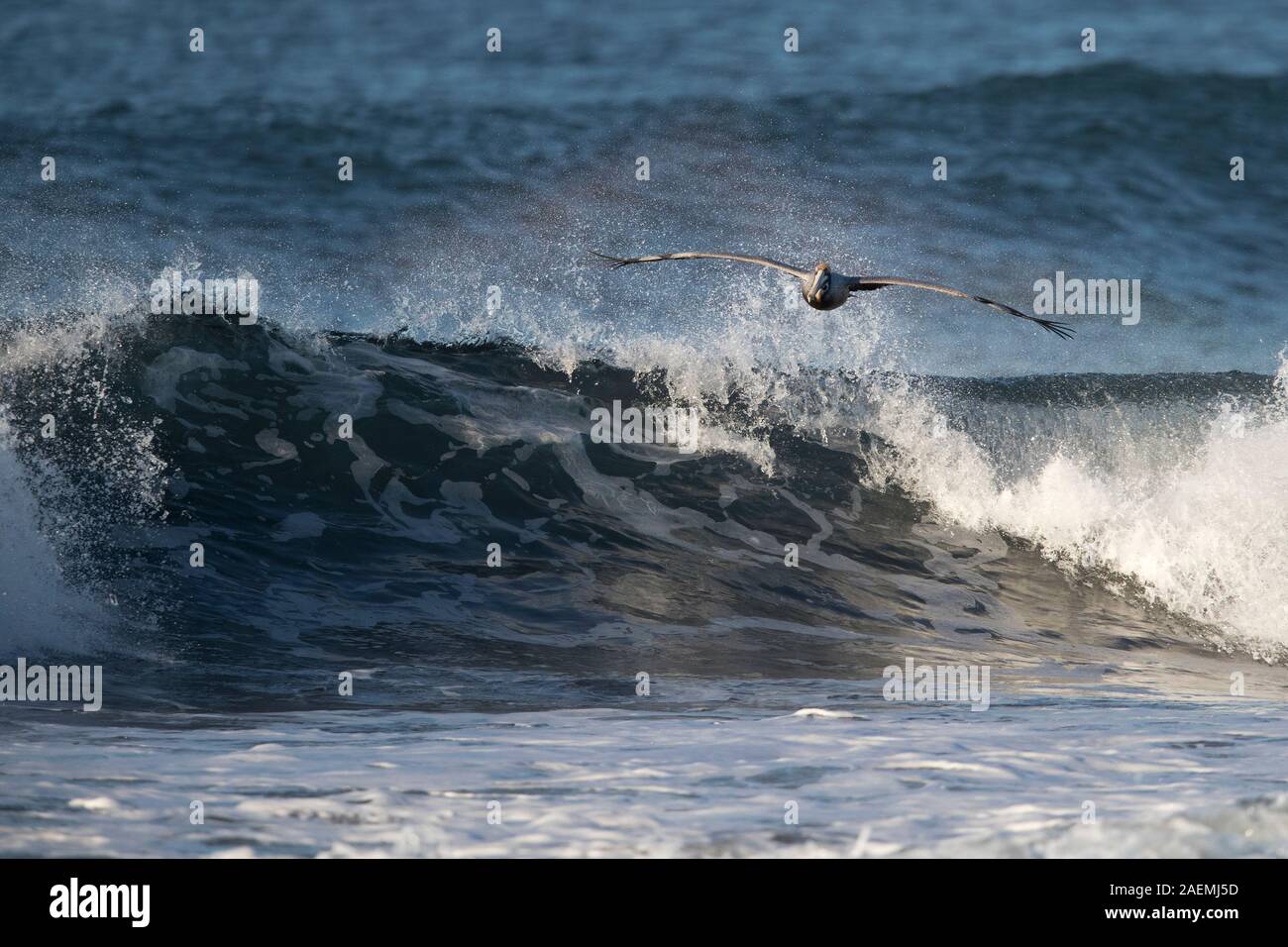 Brown Pelican scivolando sulle onde Foto Stock