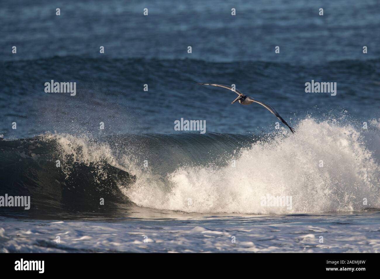 Brown Pelican scivolando sulle onde Foto Stock