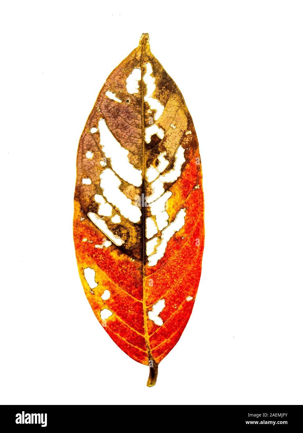 Foglie rosse che hanno fori da essere mangiati dai worm su sfondo bianco, yellow leaf di essere mangiato da un caterpillar Foto Stock