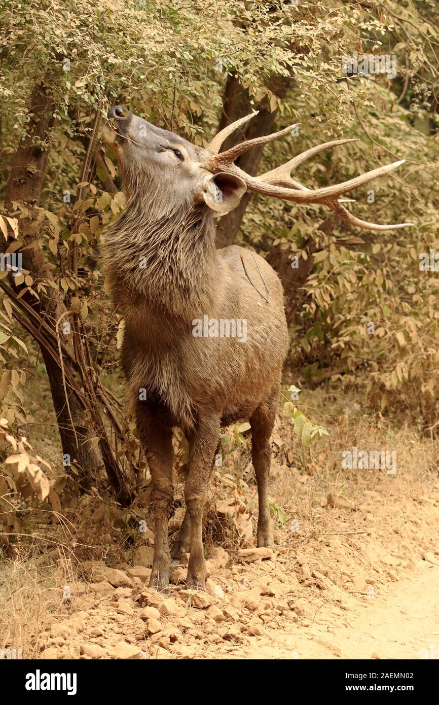 Sambar cervi nel Parco nazionale di Ranthambore Foto Stock