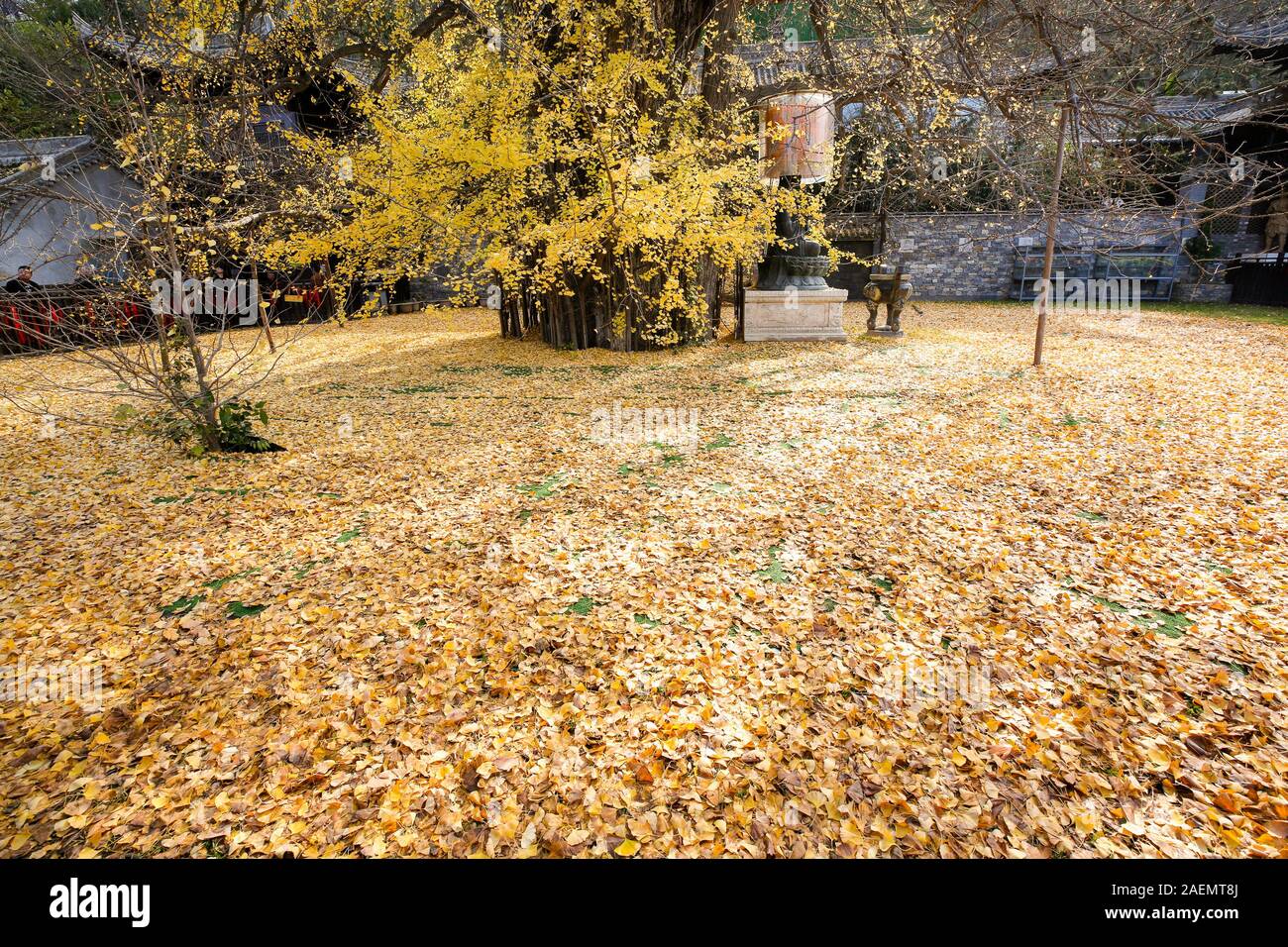 Il 1400-millenaria ginkgo albero piantato da Imperatore Taizong di Tang, o li Shimin, il secondo imperatore della dinastia Tang della Cina attira visito Foto Stock