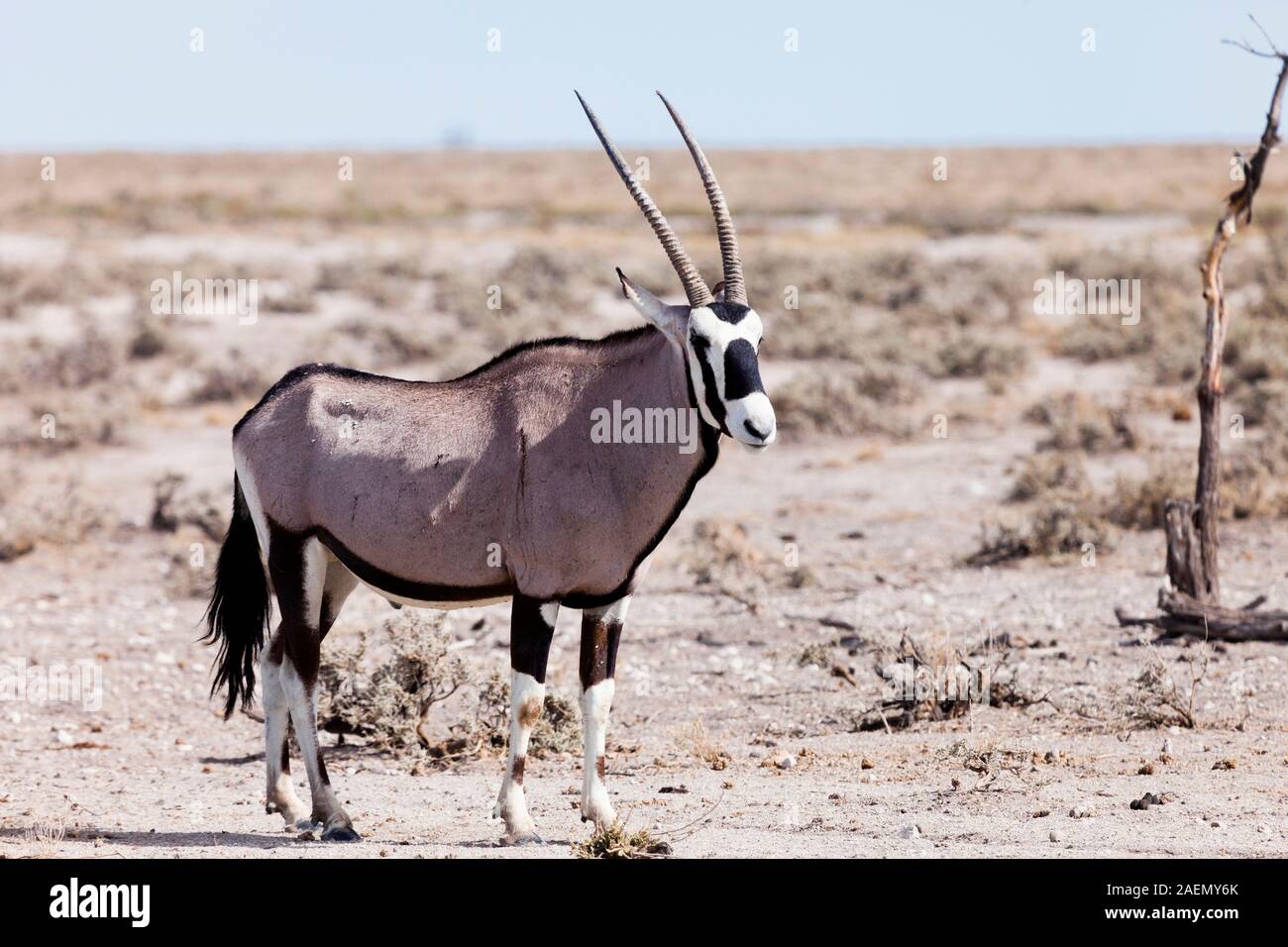 Gemsbok, Salt pan, Etosha National Park, Namibia, Sud Africa, Africa Foto Stock