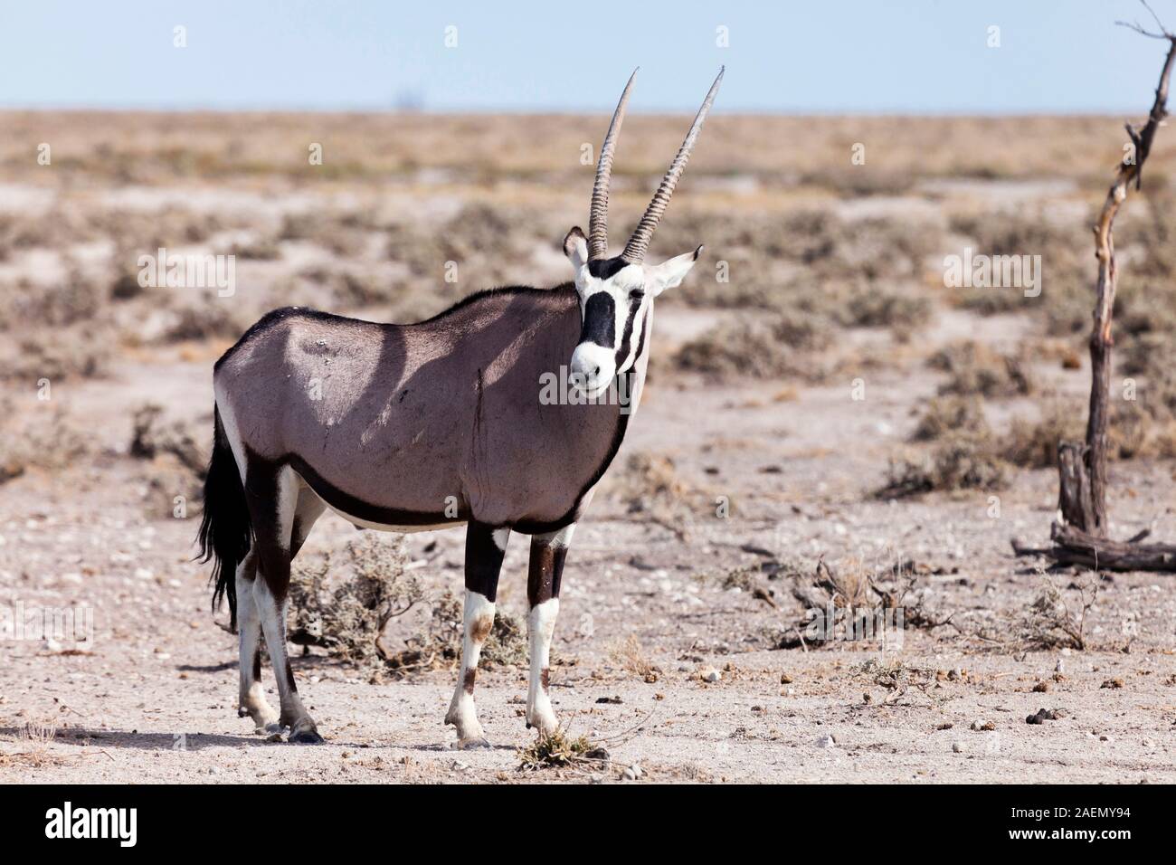 Gemsbok, Salt pan, Etosha National Park, Namibia, Sud Africa, Africa Foto Stock