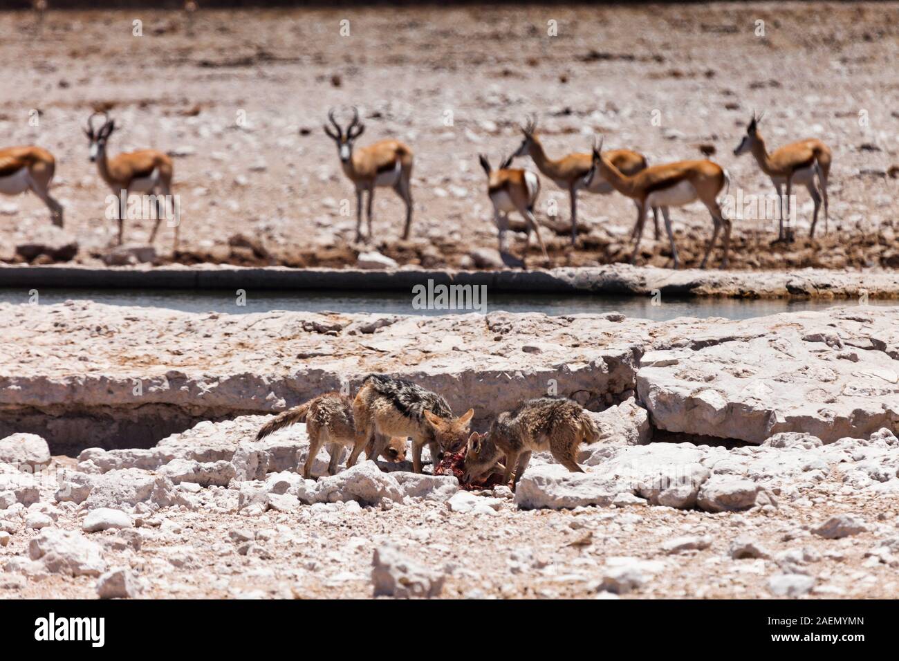 Due Jackals neri che mangiano carcassa, mesomela di Canis, coppa di sale, Parco Nazionale di Etosha, Namibia, Africa Meridionale, Africa Foto Stock