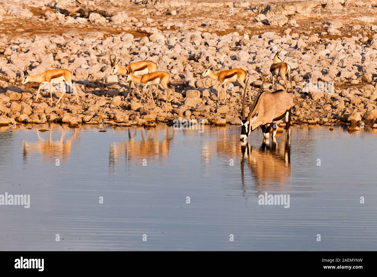 Gemsbok acqua potabile, a Waterhole, il Parco Nazionale di Etosha, salina, Namibia, Africa Foto Stock