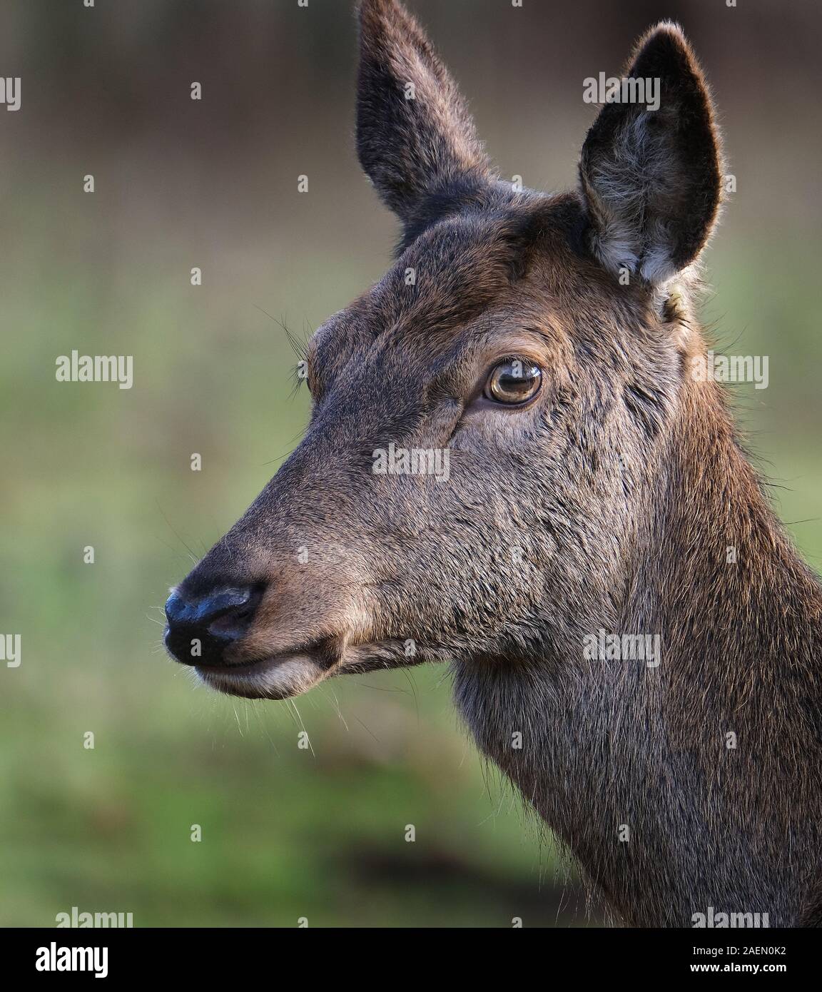 Red Deer mandria nel parco controllato a dimora signorile. Foto Stock