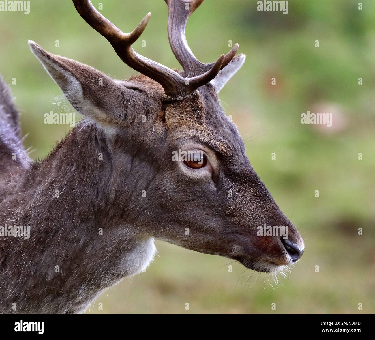 Red Deer mandria nel parco controllato a dimora signorile. Foto Stock