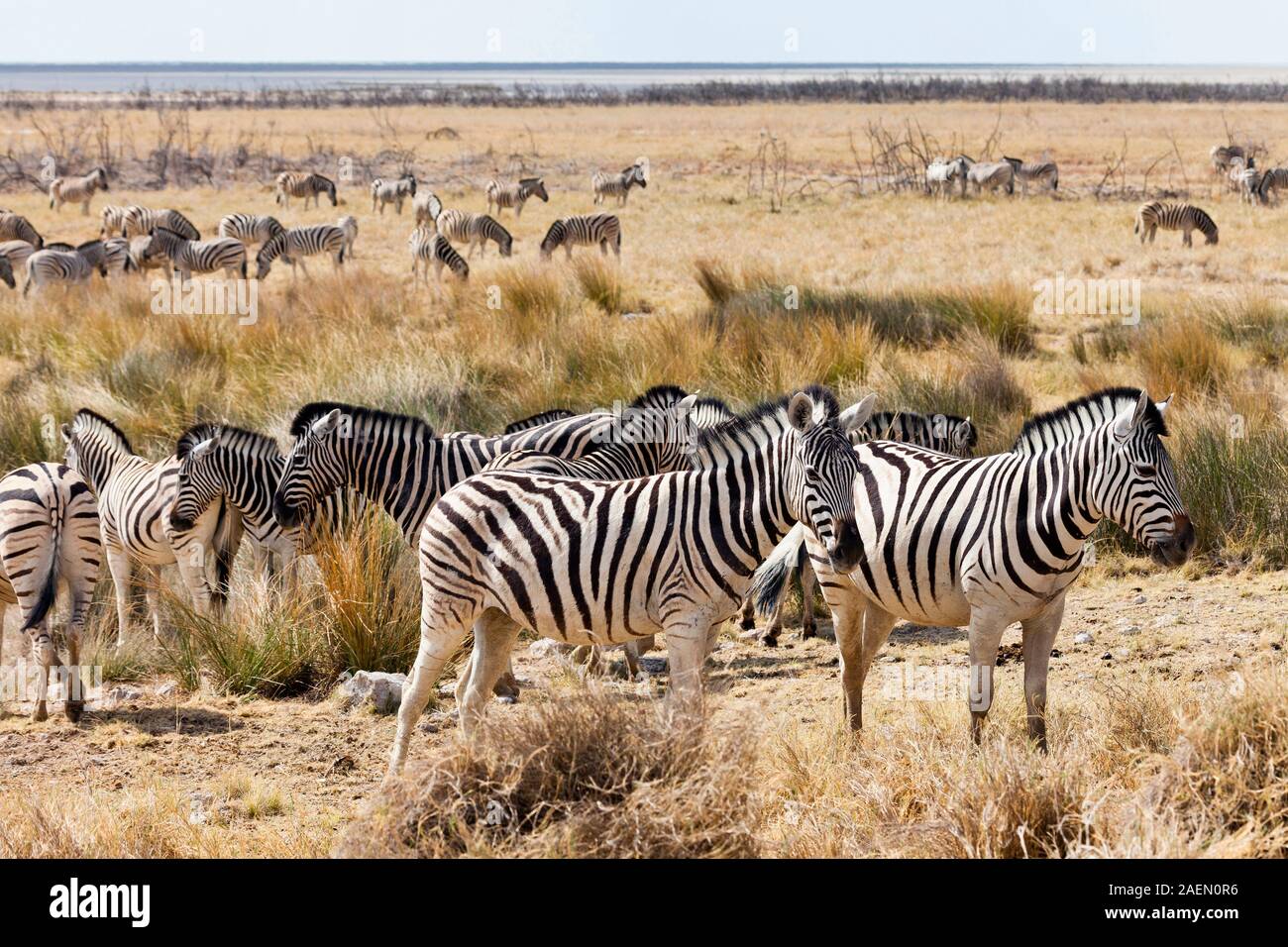 Zebras mandria, presso il buco d'acqua, la coppa del sale, Etosha National Park, Namibia, Africa Meridionale, Africa Foto Stock
