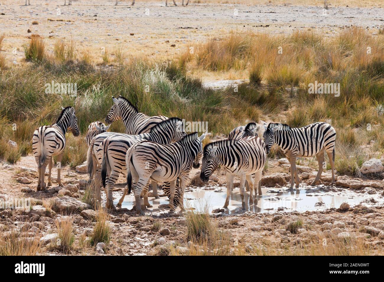 Zebras mandria, presso il buco d'acqua, la coppa del sale, Etosha National Park, Namibia, Africa Meridionale, Africa Foto Stock