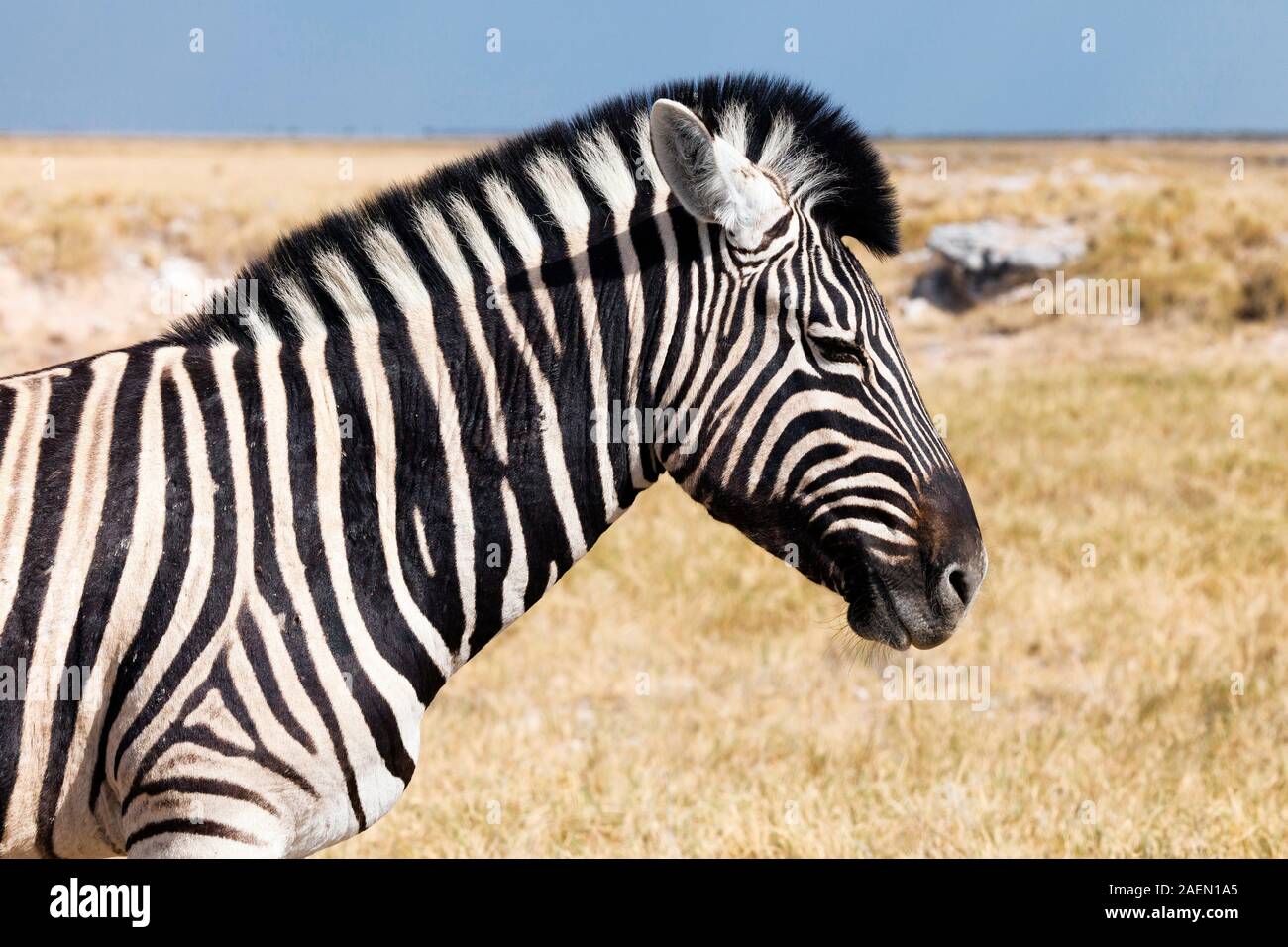 Viso e corpo Zebra, motivo a strisce, coppa di sale, Parco Nazionale Etosha, Namibia, Africa Meridionale, Africa Foto Stock