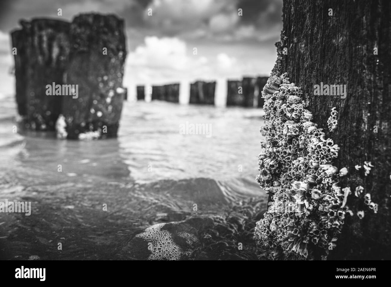 Cirripedi sono creature del mare che si attacca dall' a un pontile, formazione di roccia o cemento pali in acqua. Foto Stock