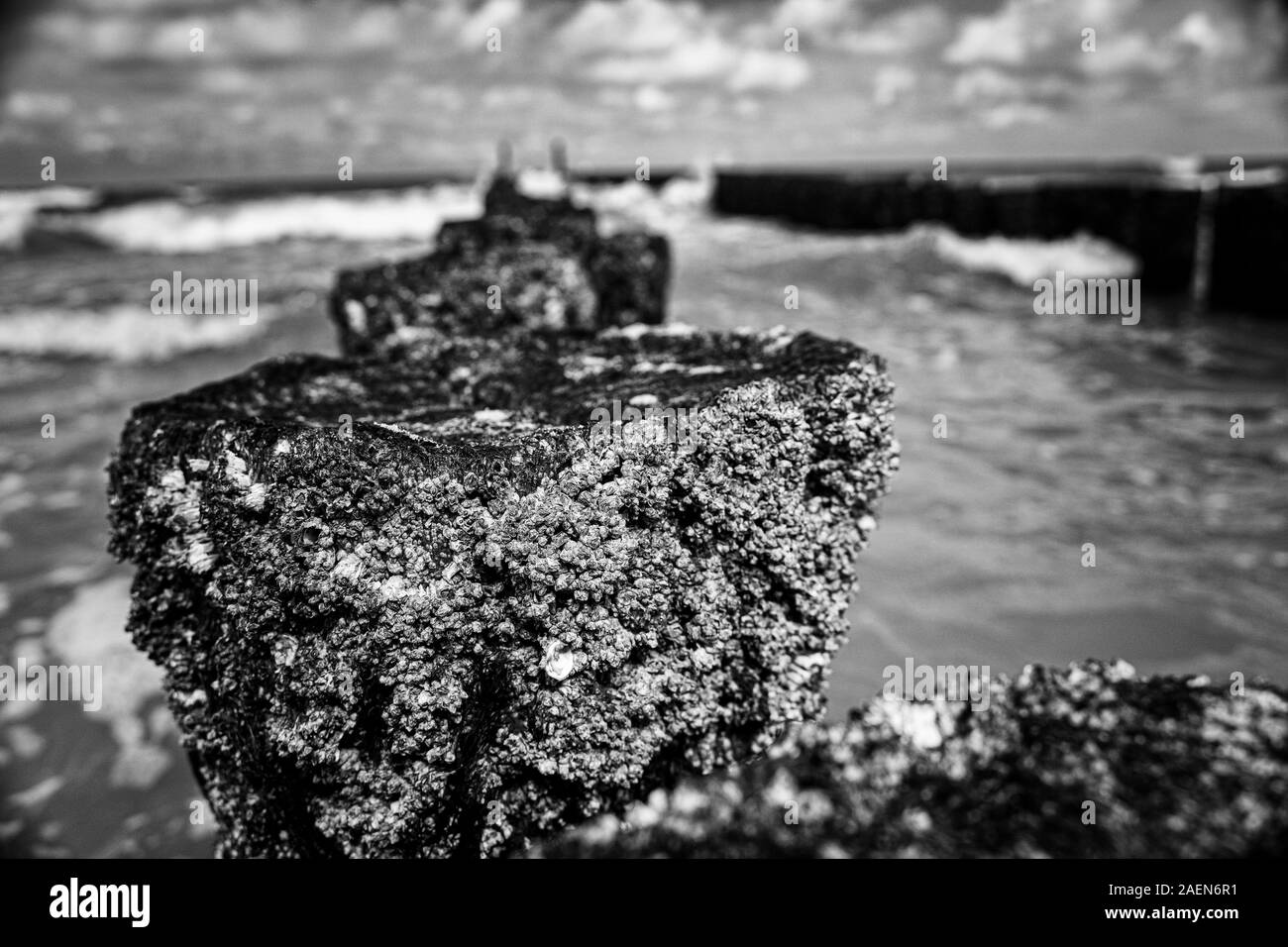 Cirripedi sono creature del mare che si attacca dall' a un pontile, formazione di roccia o cemento pali in acqua. Foto Stock