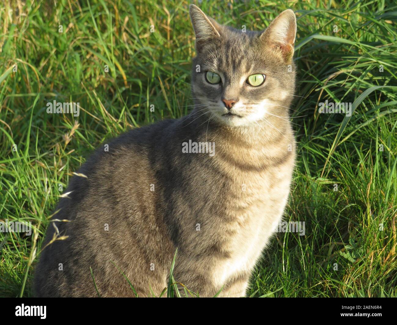 Bel gatto Tabby seduto fuori sull'erba Foto Stock