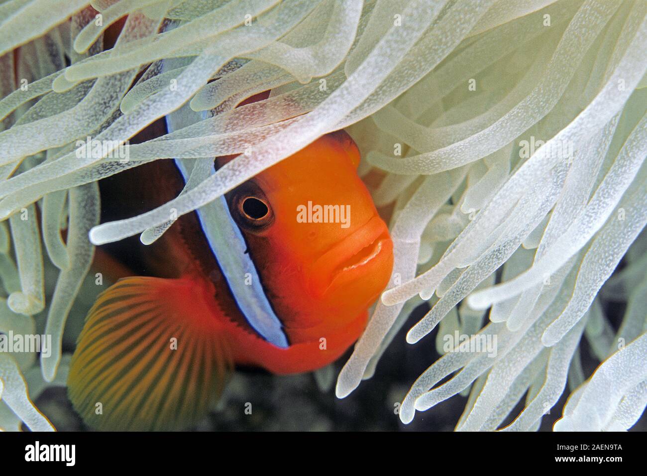 Redfin anemonefish o imbrigliati anemonefish (Amphiprion frenatus) nascosto in un anemone marittimo, Sabang Beach, Mindoro, Filippine Foto Stock