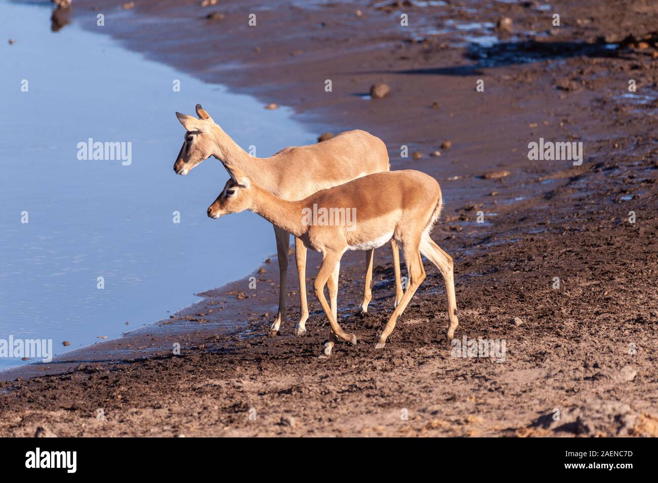 Una Impala -Aepyceros melampus- camminando di fronte al fiume nel Parco Nazionale Etosha, Namibia. Foto Stock