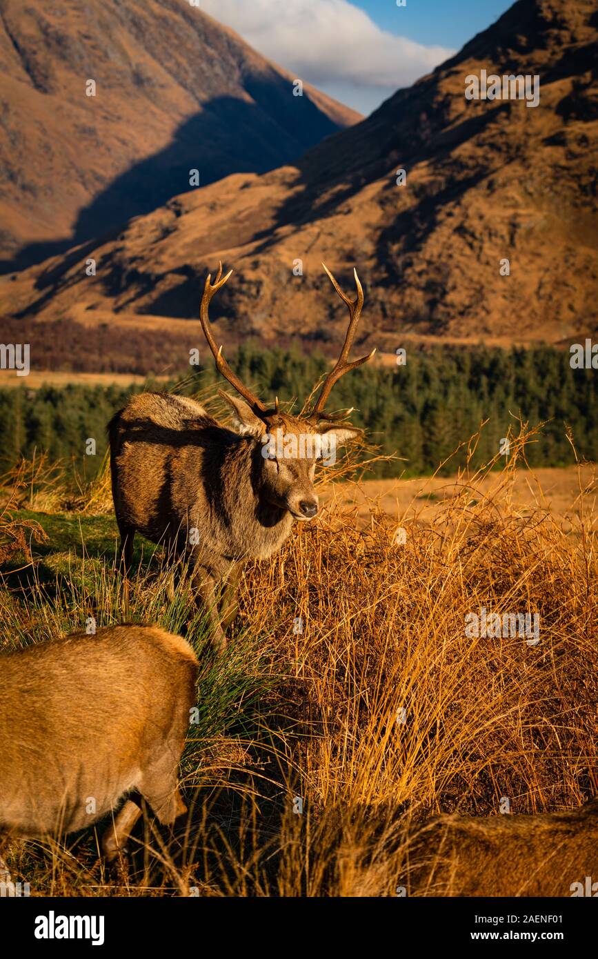 Monarca del Glen: Cervo Rosso Cervo a Glen Etive, Scozia Foto Stock