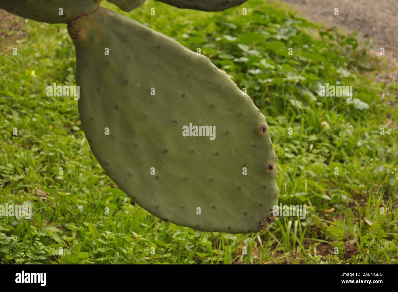 Cactus e piante di fico d'India cactus Opuntia ficus-indica close up Foto Stock