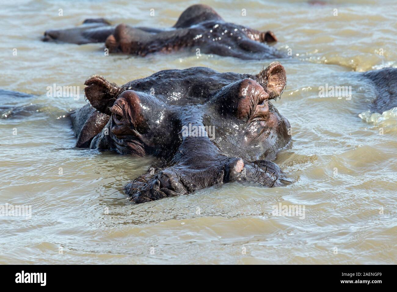 Hippo con gli occhi, orecchie e narici sopra l'acqua Foto Stock
