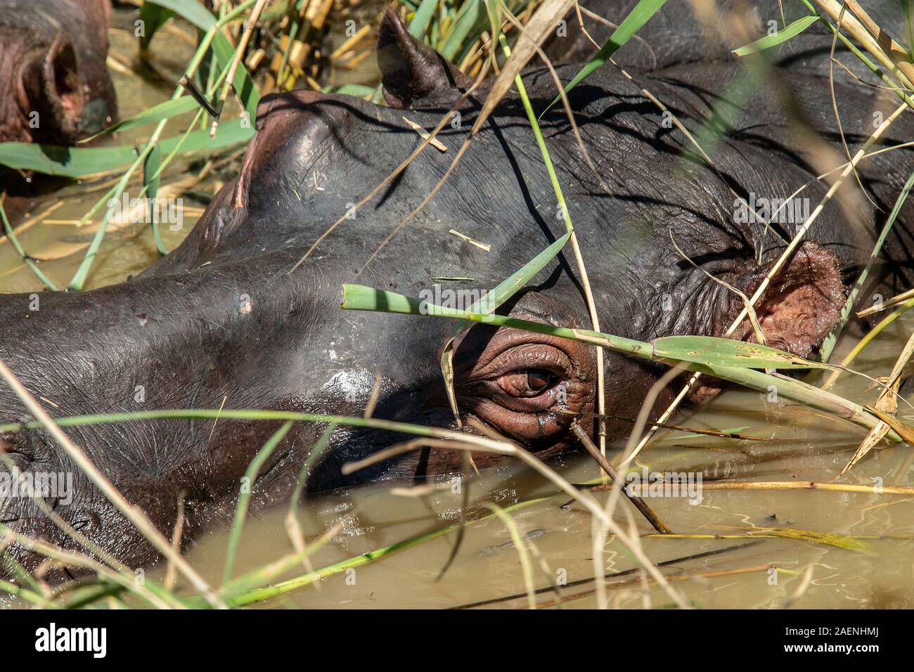 Testa di ippopotamo occhiatura fino pericolo dalla sicurezza delle canne Foto Stock