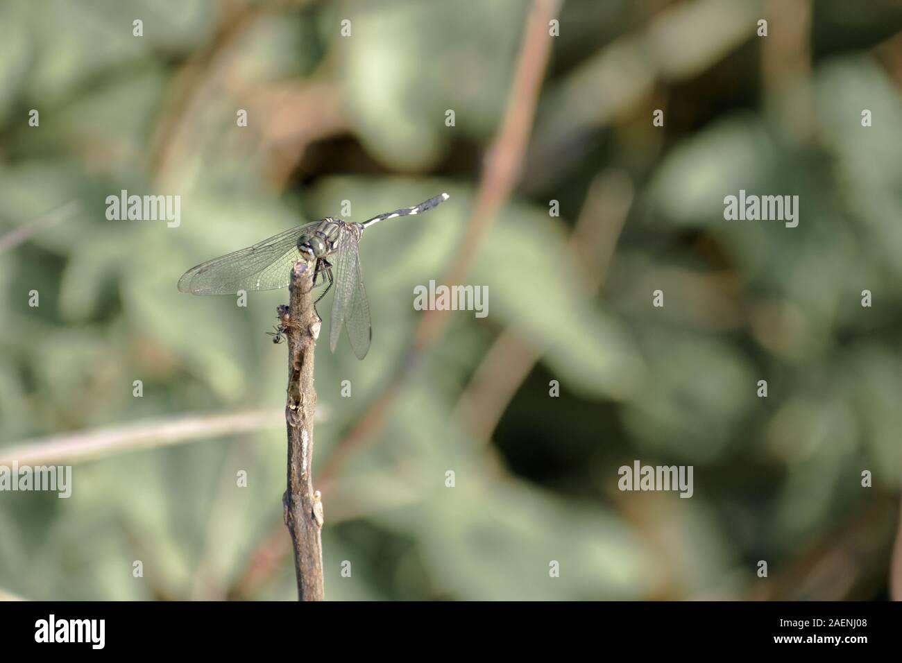 Dragonfly o insetto Damselfly - Odonati infraorder Anisoptera di grasshopper famiglia con molteplici occhi, forti coppie, trasparente patchato ali. W Foto Stock
