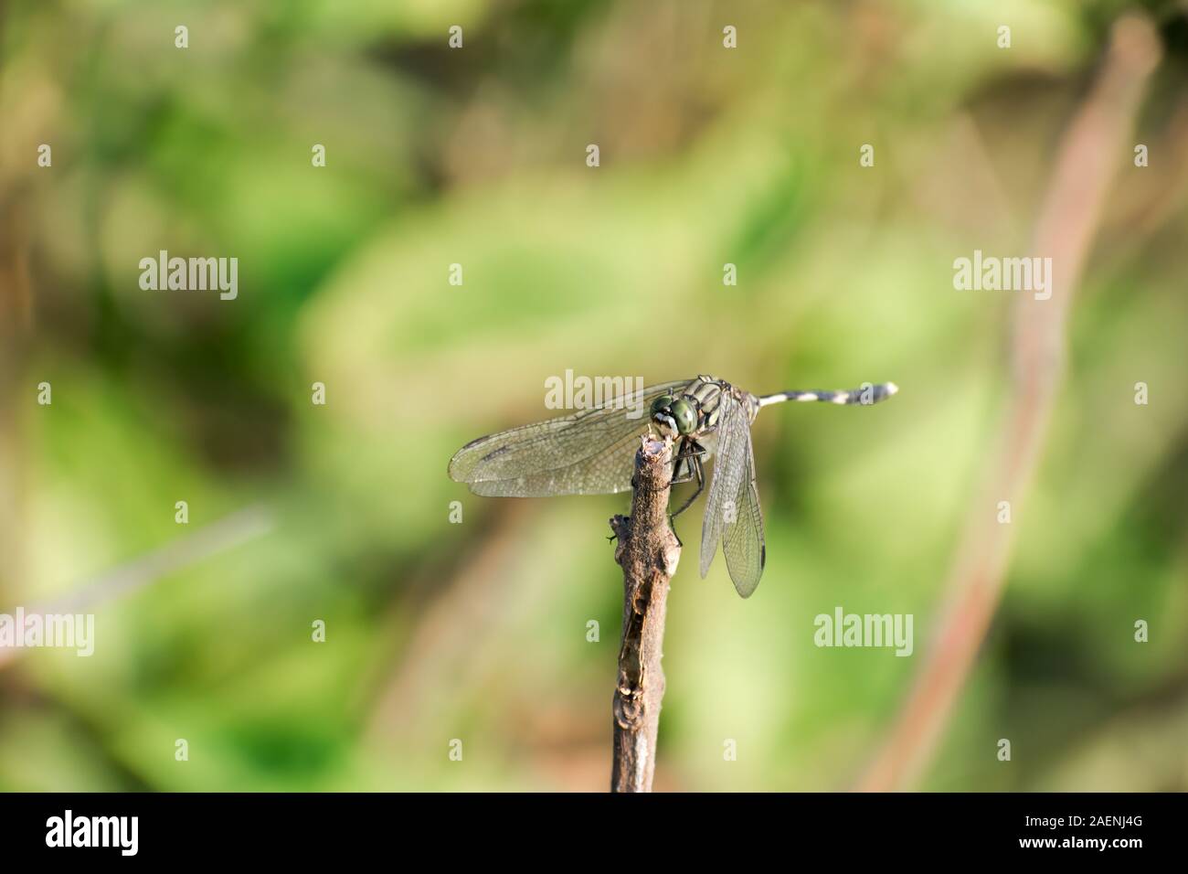 Libellula insetto Damselfly - Odonati infraorder Anisoptera di grasshopper famiglia con molteplici occhi, forti coppie, trasparente patchato ali. Selvatica Foto Stock