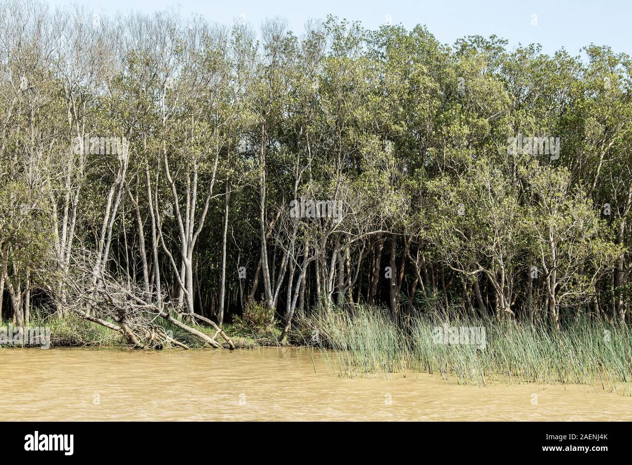 Palude di mangrovie sulle rive del lago di Saint Lucia Foto Stock