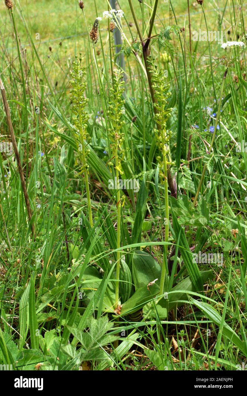 Twayblade comune (Neottia ovata) fioritura tre picchi di orchidee mimetizzati fra downland prateria, Berkshire, può Foto Stock