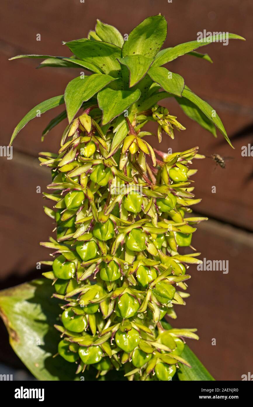Fiore di ananas (Eucomis bicolor) con fiori in cima, ma formando seedpods al di sotto e con il caratteristico ciuffo di foglie sopra Foto Stock