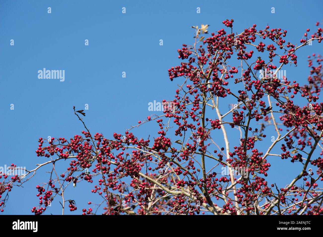 Piccoli frutti maturi su biancospino (Crataegus monogyna) in autunno, importanti alimenti per uccelli di inizio inverno, Berkshire, Ottobre Foto Stock