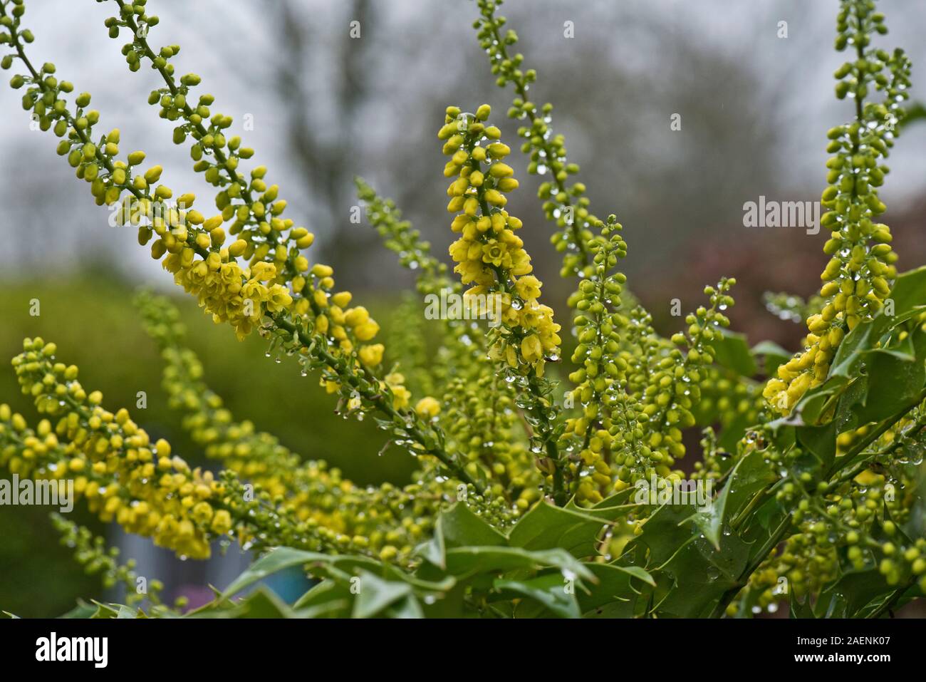 Mahonia x media "sole invernale" giardino fiorito arbusto con racemi di fiori gialli in un umido autunno, Berkshire, Novembre Foto Stock