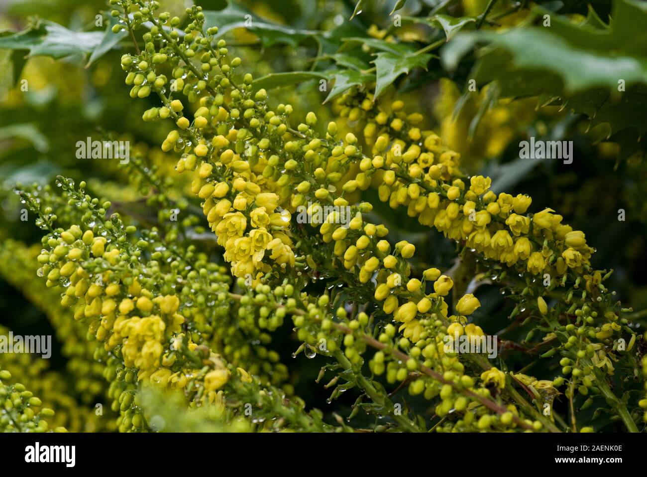 Mahonia x media "sole invernale" giardino fiorito arbusto con racemi di fiori gialli in un umido autunno, Berkshire, Novembre Foto Stock