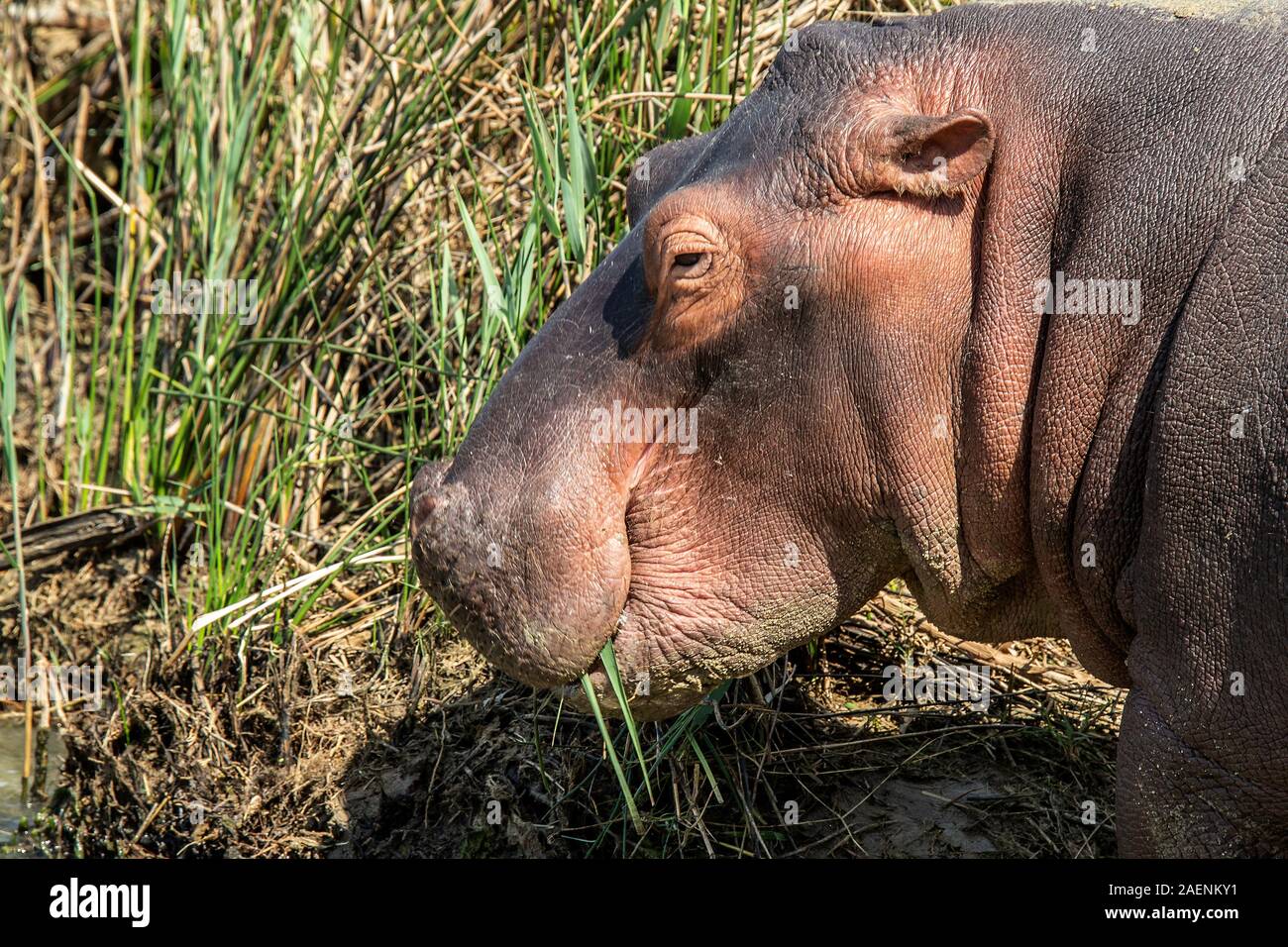 Hippo munching erba - Vista laterale di tutta la testata Foto Stock