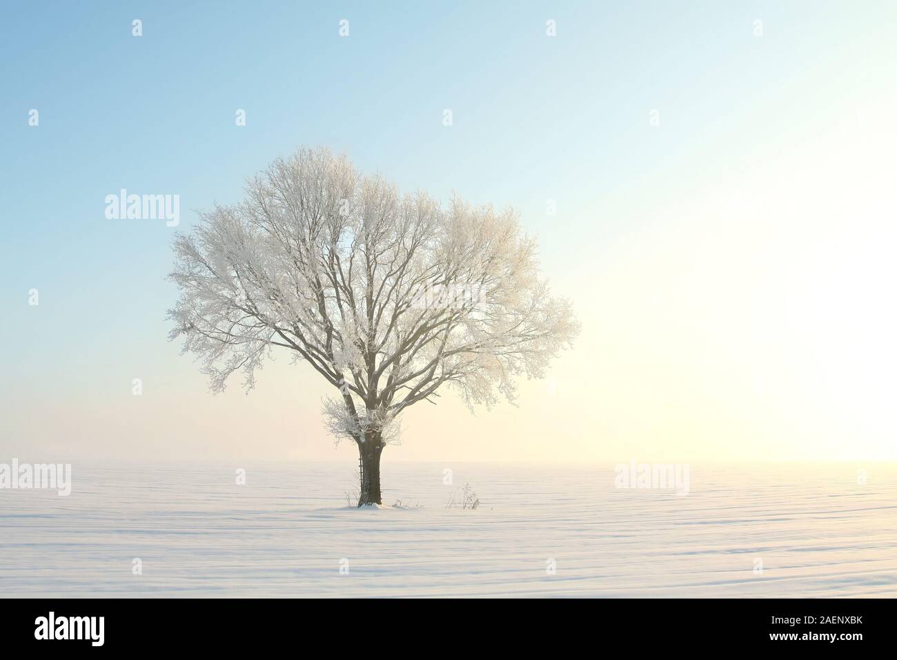 Albero solitario in un campo su un soleggiato al mattino senza nuvole. Foto Stock